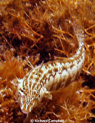 freeze play..sealife dc1000 by Richard Campbell 